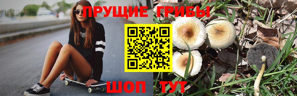 Псилоцибиновые грибы Psilocybine cubensis Протвино